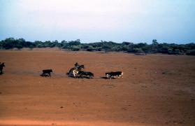 Cattle being mustered at Hermannsburg