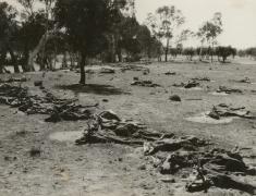 Dead cattle during the drought of 1922