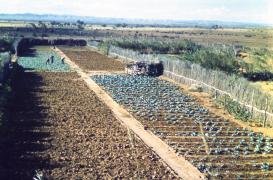 Vegetable garden after pipeline